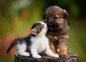 The Top 20 Pet & Animal Micro-Influencers Groomed for Social Media Success