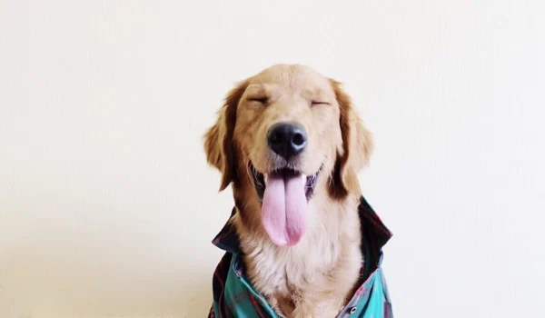 Blue Apron For Dogs? These 6 Fresh Pet Food Services Make it Easier to Feed Your Pet Homemade Food Every Day.
