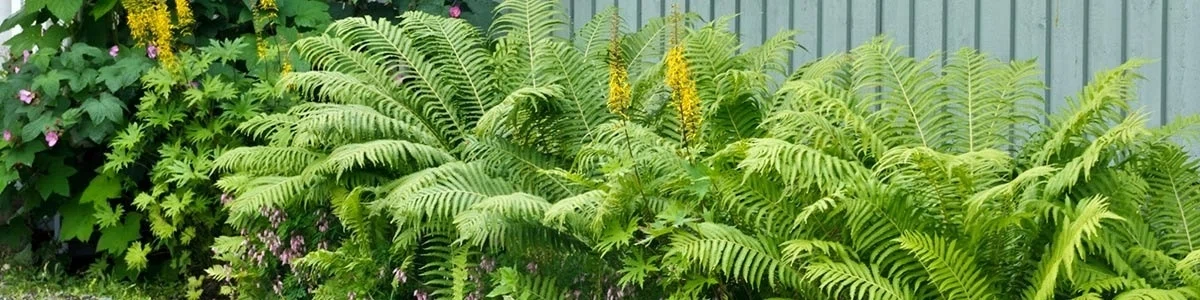 How to Improve Curb Appeal With Budget Friendly Ferns