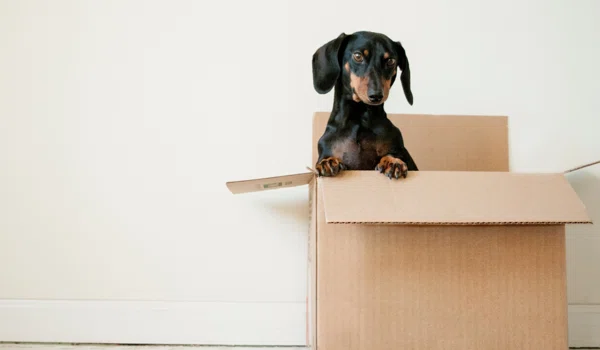 So You Want Your Pet To Be An Influencer: A Guide