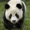 @pandx