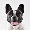 @DogsRule