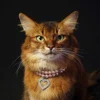 @FitCat