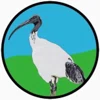 @ibis_watch