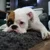 @petchatz