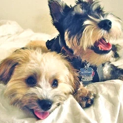 progomez Profile Image