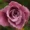 @Rosa270254