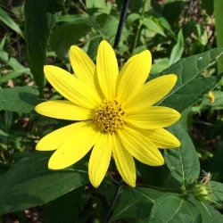 SquarePennies Profile Image