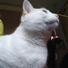 @thosefunnyanimals_EuNE