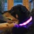 @yipprpetsupplies