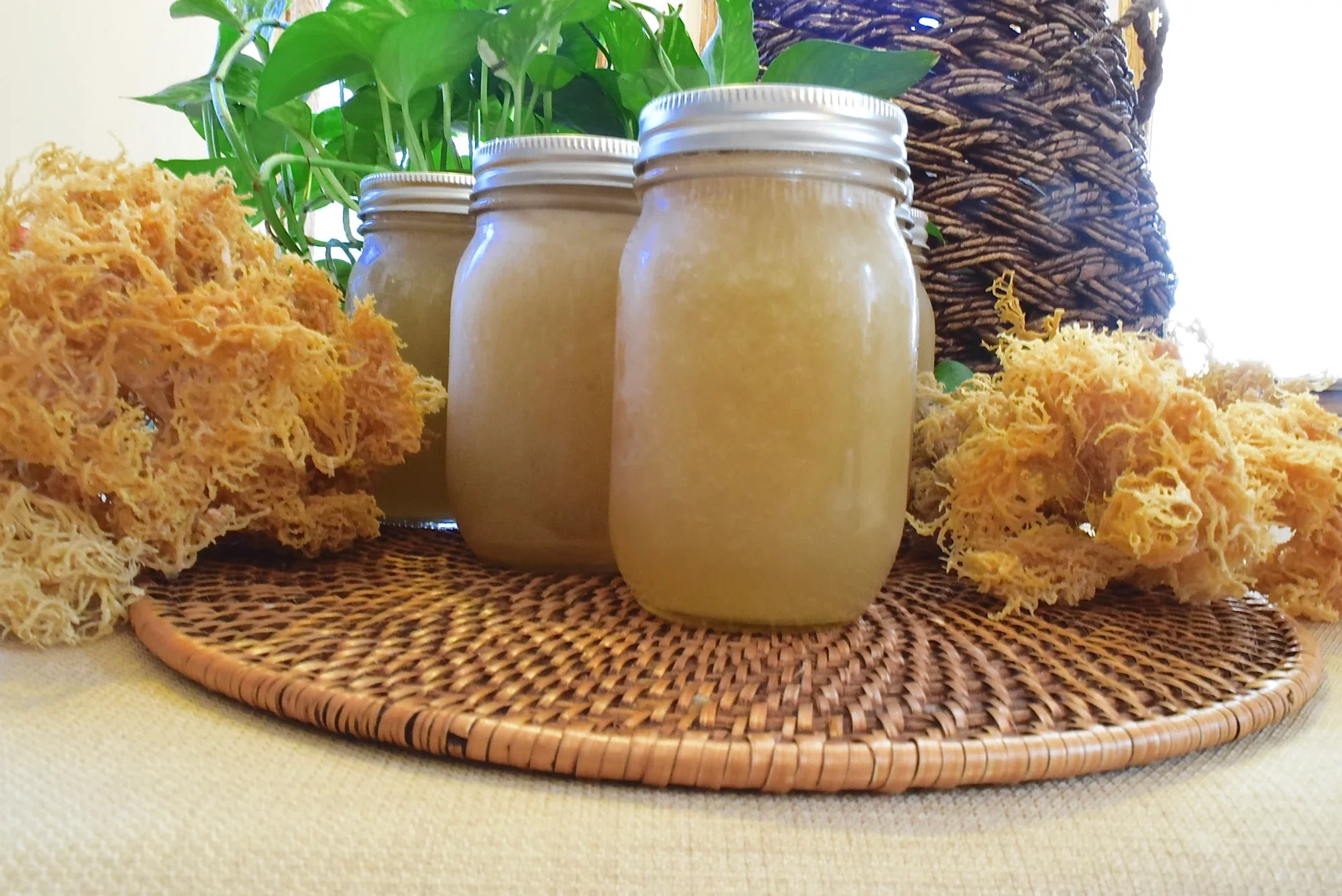 sea moss gel a comprehensive guide to its benefits uses and where to buy
