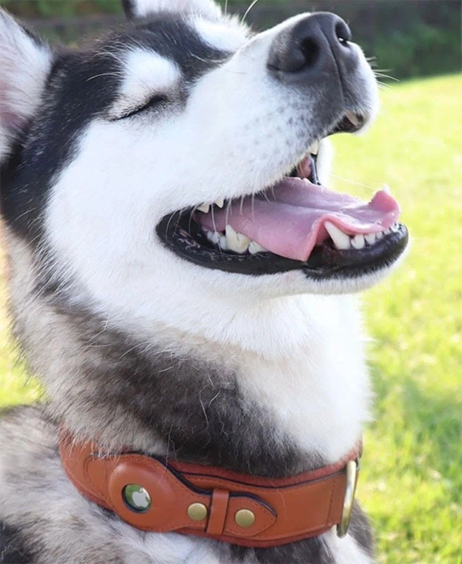 the pet travel beginners guide 5 things you need to buy before you fly