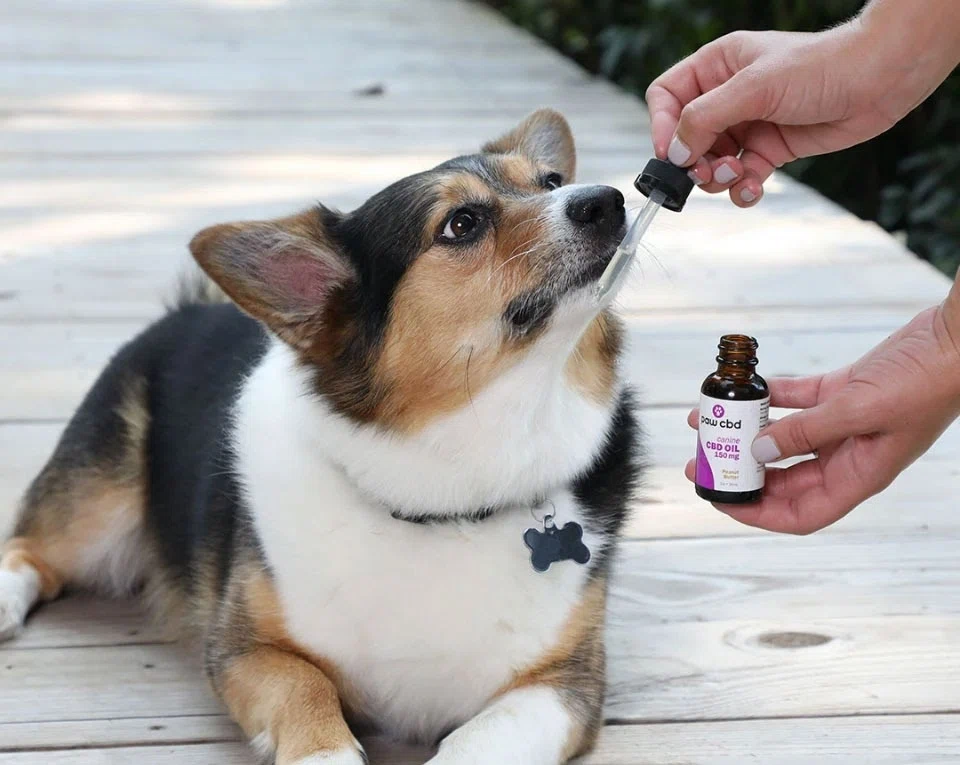 the pet travel beginners guide 5 things you need to buy before you fly