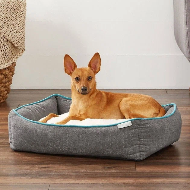the pet travel beginners guide 5 things you need to buy before you fly