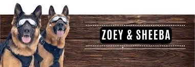 2 German Shepherds