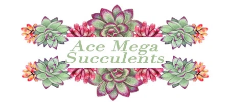 Ace Mega Succulents