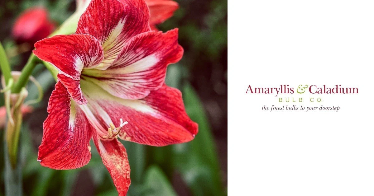 Amaryllis & Caladium Bulb Company