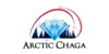 Arctic Chaga