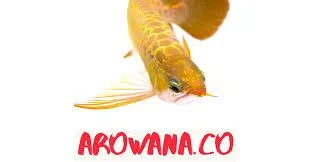 Arowana.Co