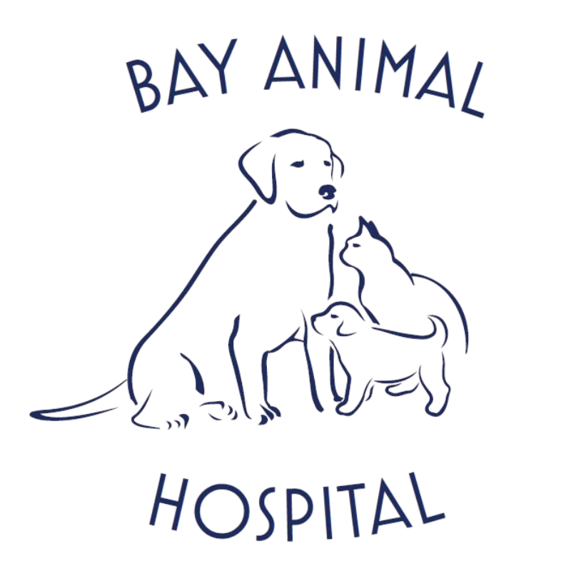 Bay Animal Hospital