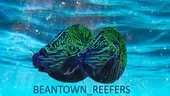 Beantown Reefers
