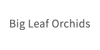 Big Leaf Orchids