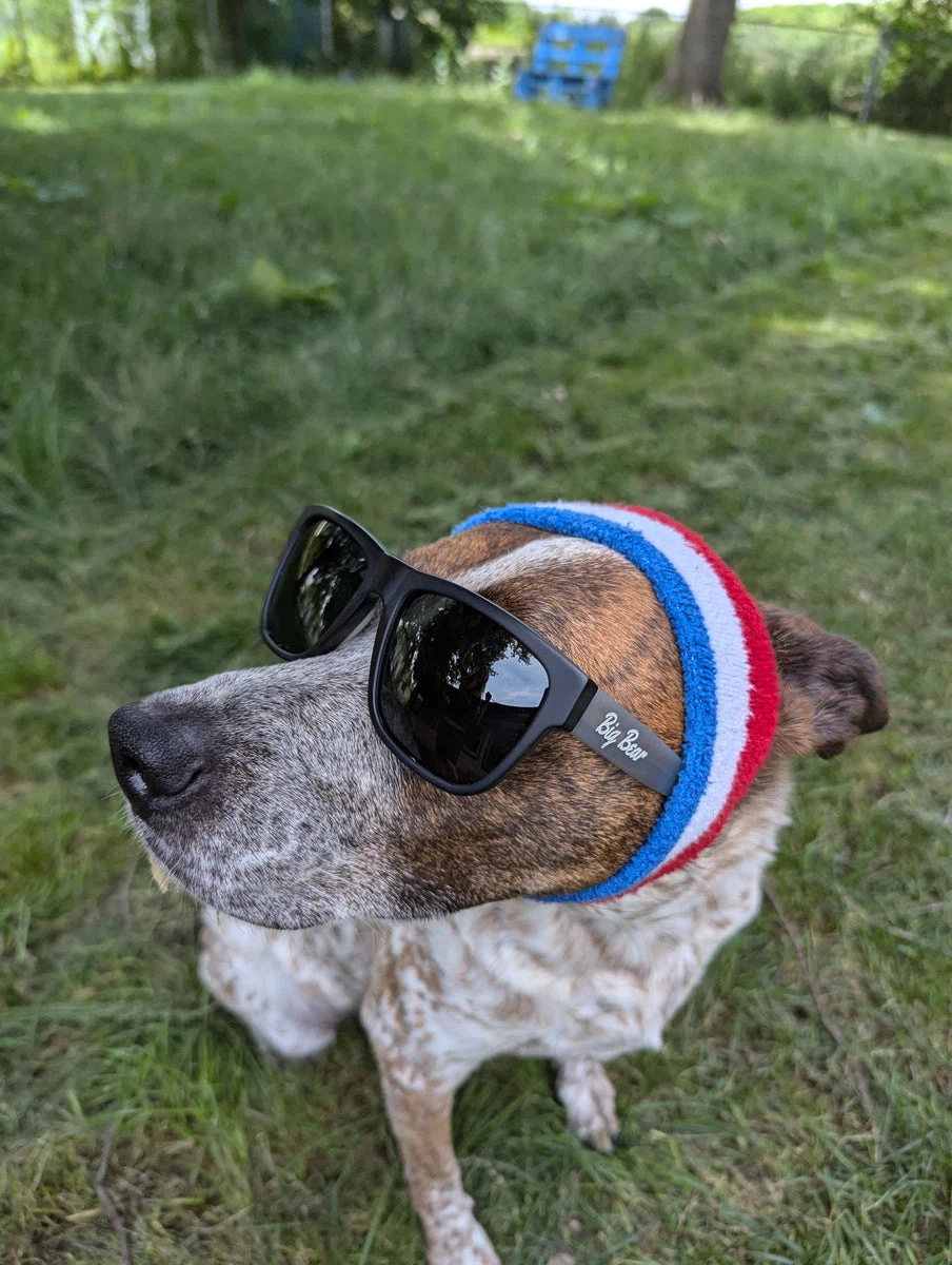 Big Bear Sunglasses