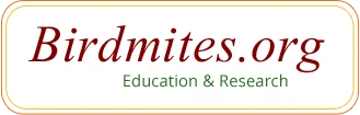 Bird Mite