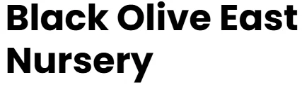 Black Olive East Nursery