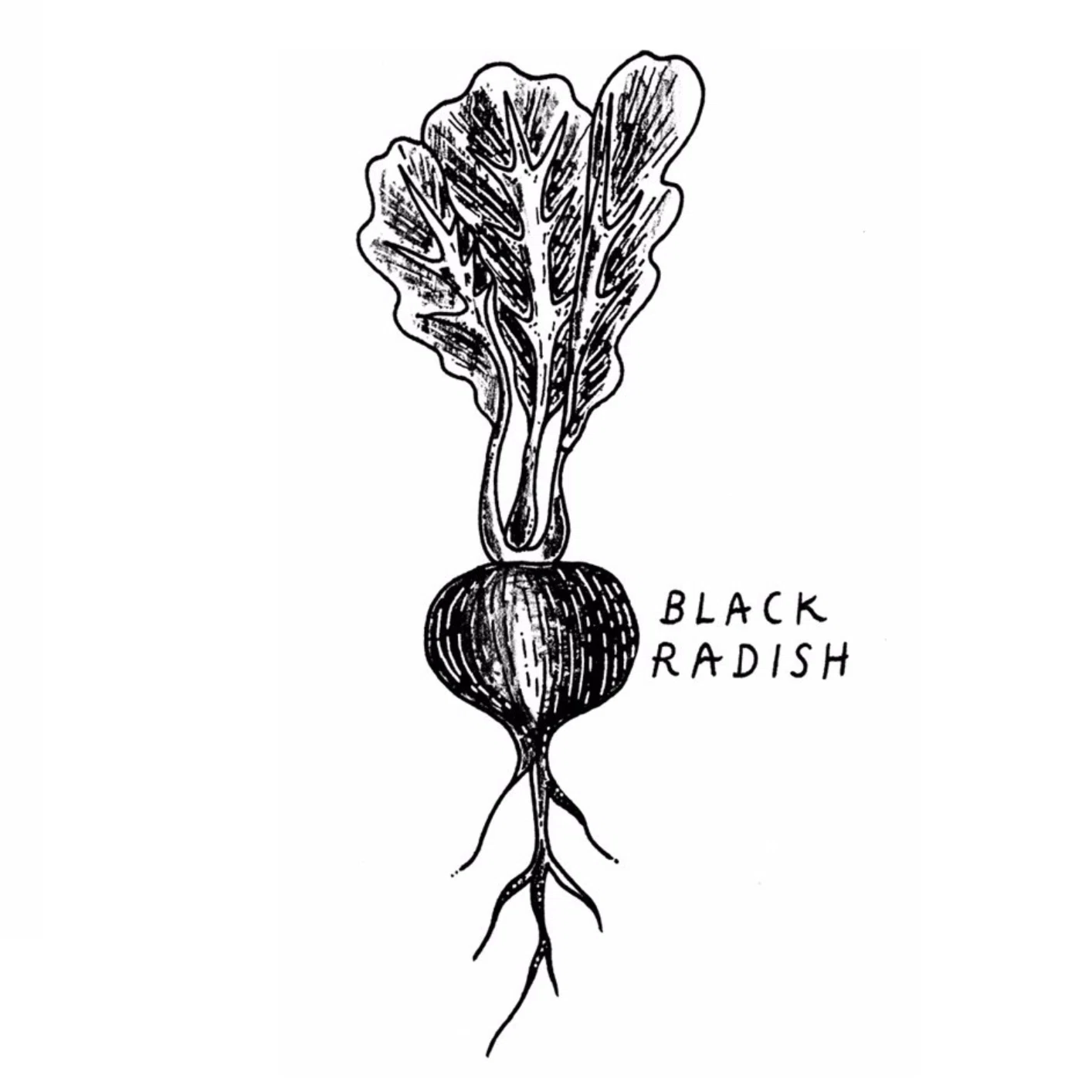 Black Radish Grocer