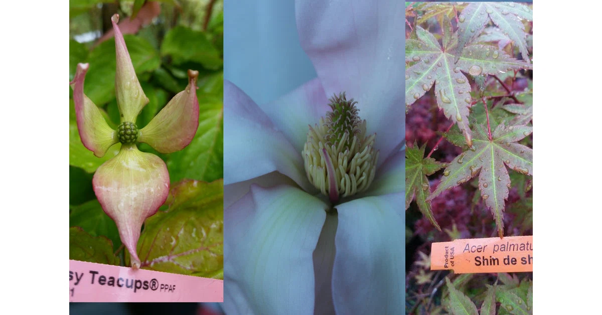 Bleuwood Nursery