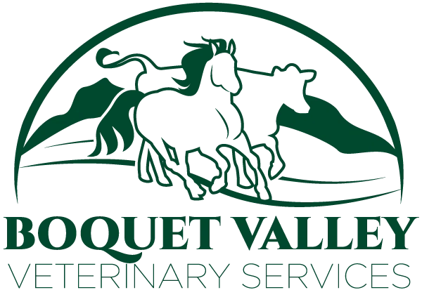 Boquet Valley Veterinary Services