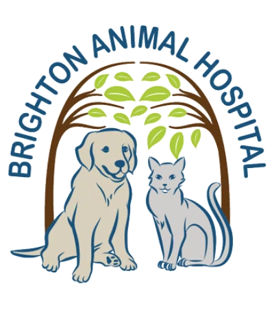 Brighton Animal Hospital