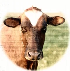 Brown Cow Soap