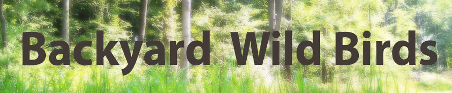 Backyard Wild Birds