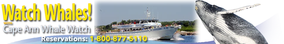 Cape Ann Whale Watch