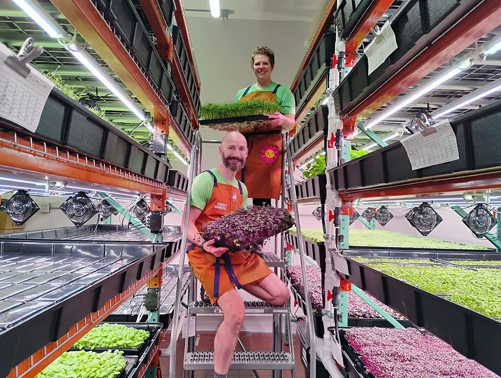 Cheeky Harvest