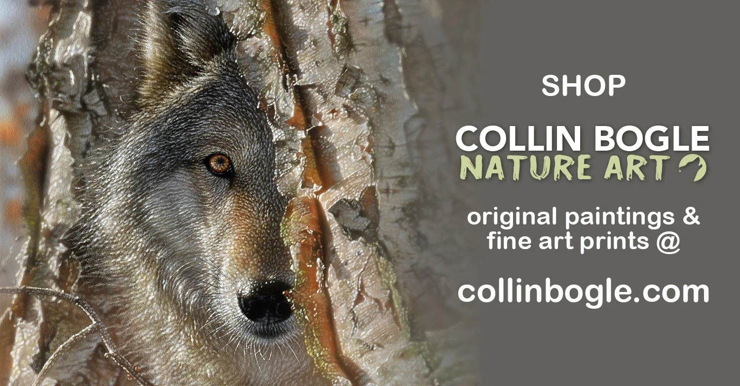 Collin Bogle Nature Art