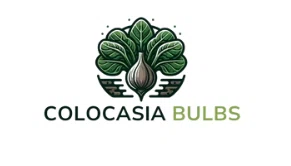 Colocasia Bulbs