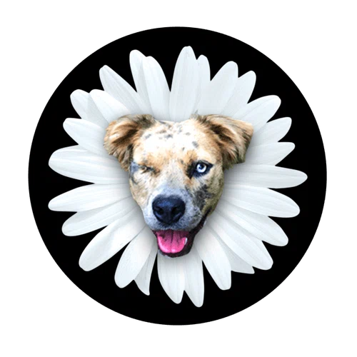 Daisy's Dog Collars