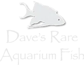 Dave's Rare Aquarium Fish