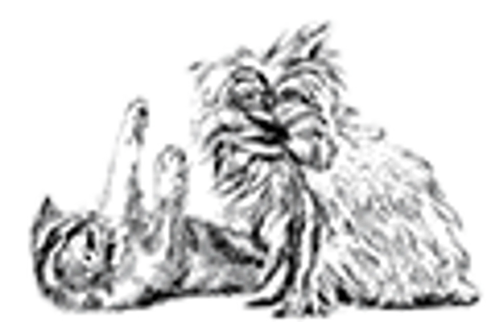 Debbie's Pet Boutique