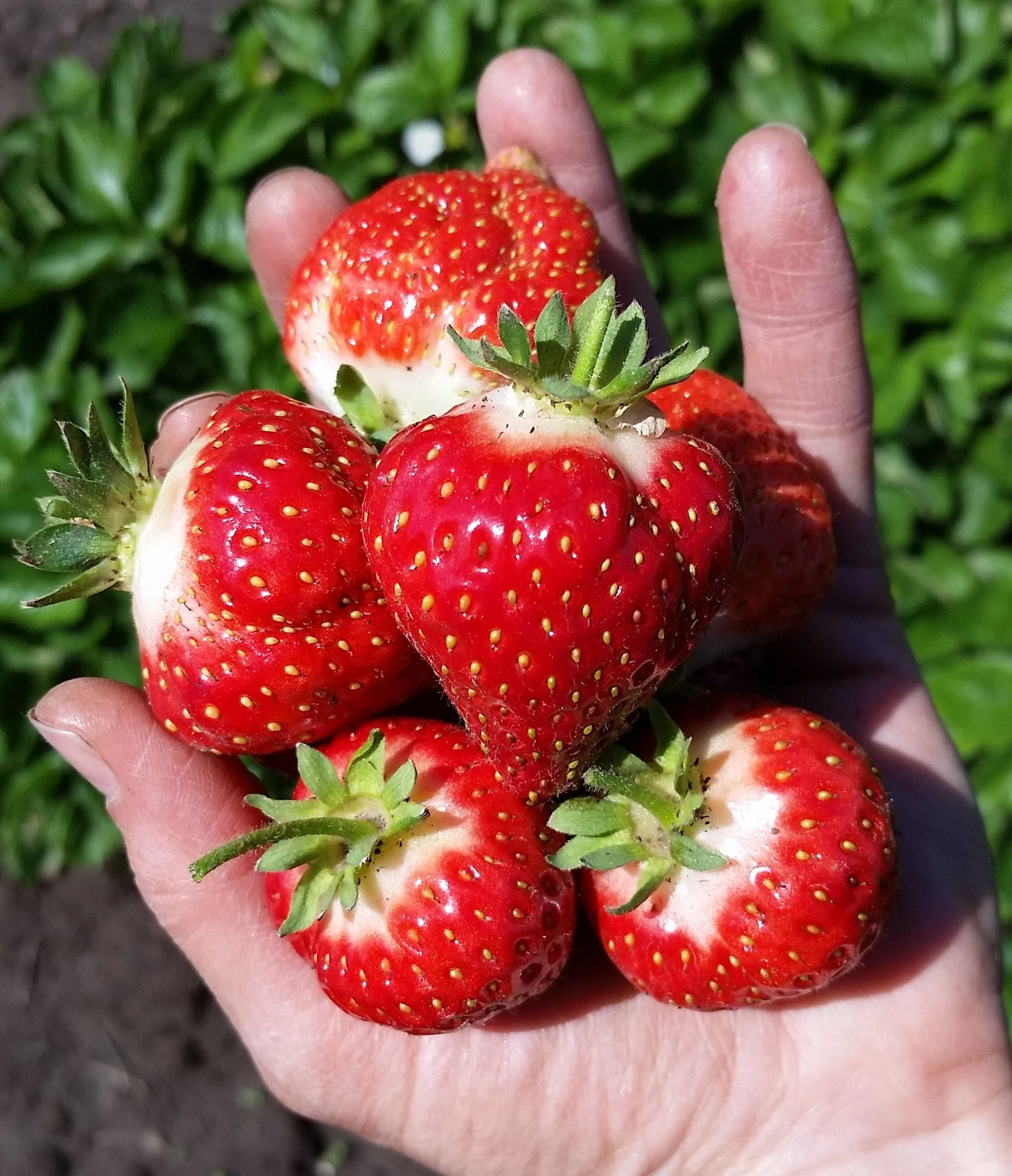 Dixie Acres Farm