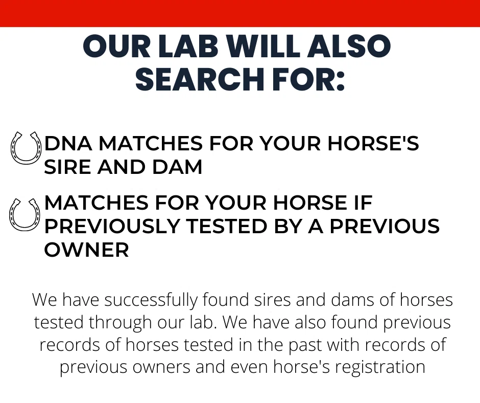 DNA My Horse