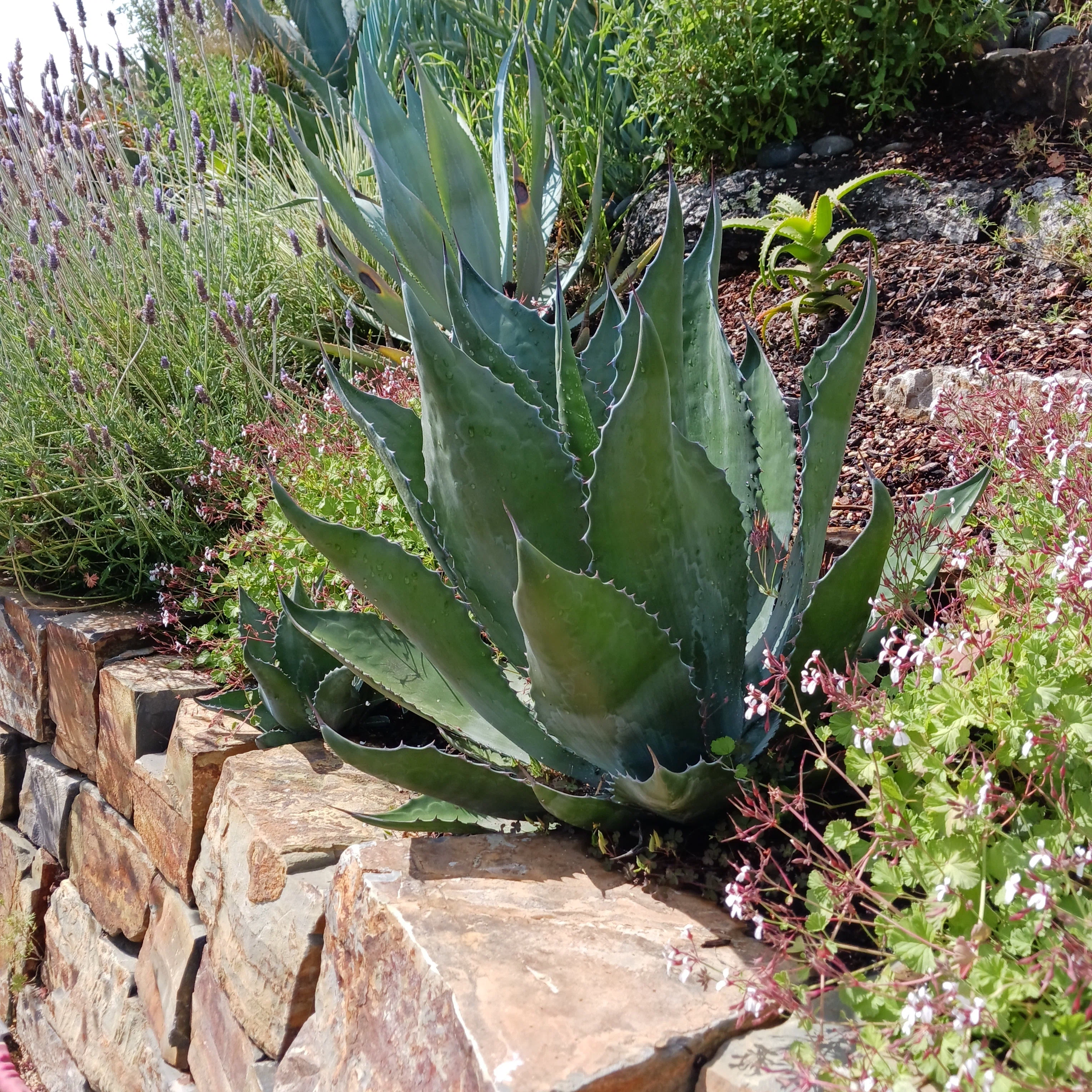 Dry Oasis Plants