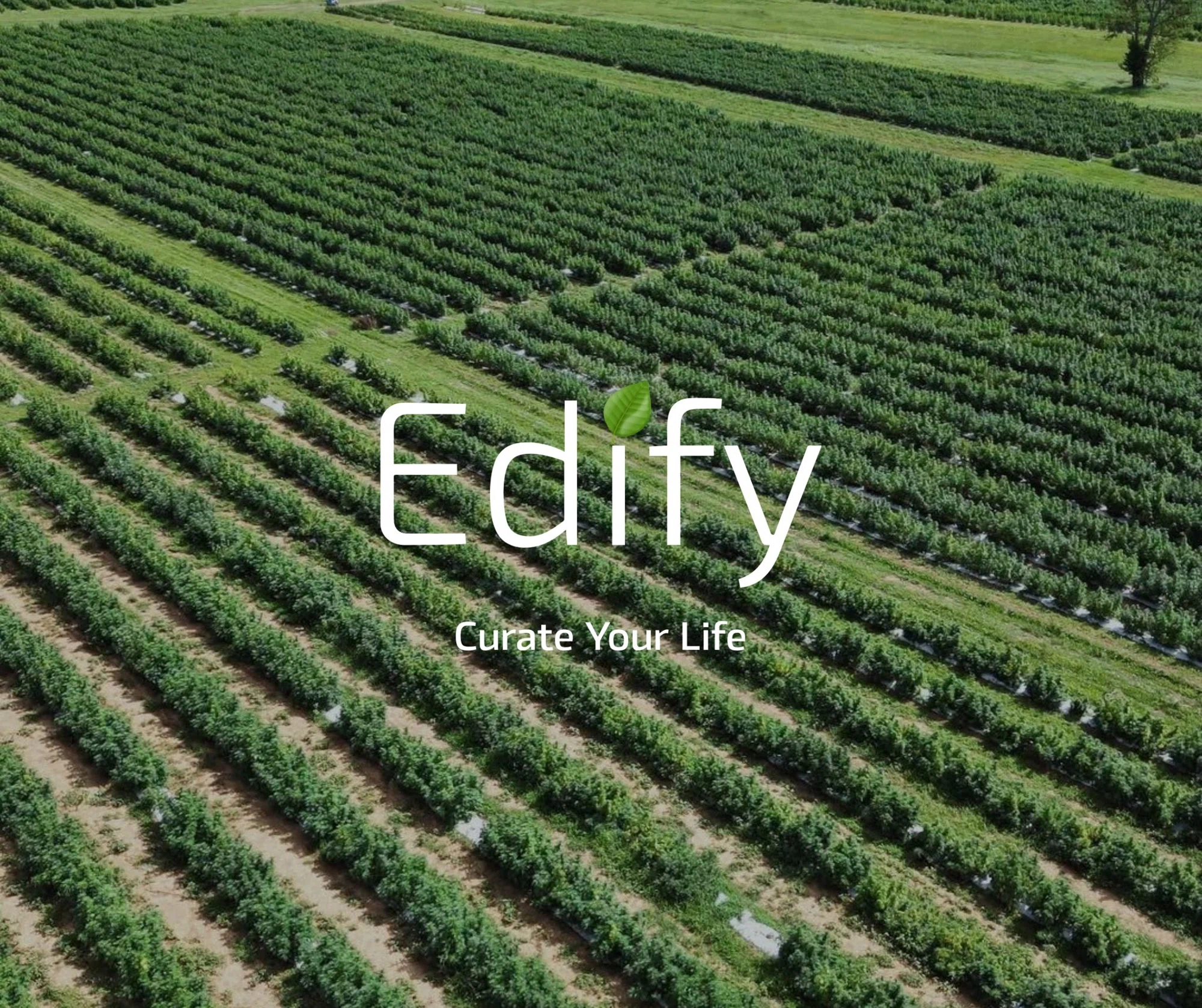 Edify One