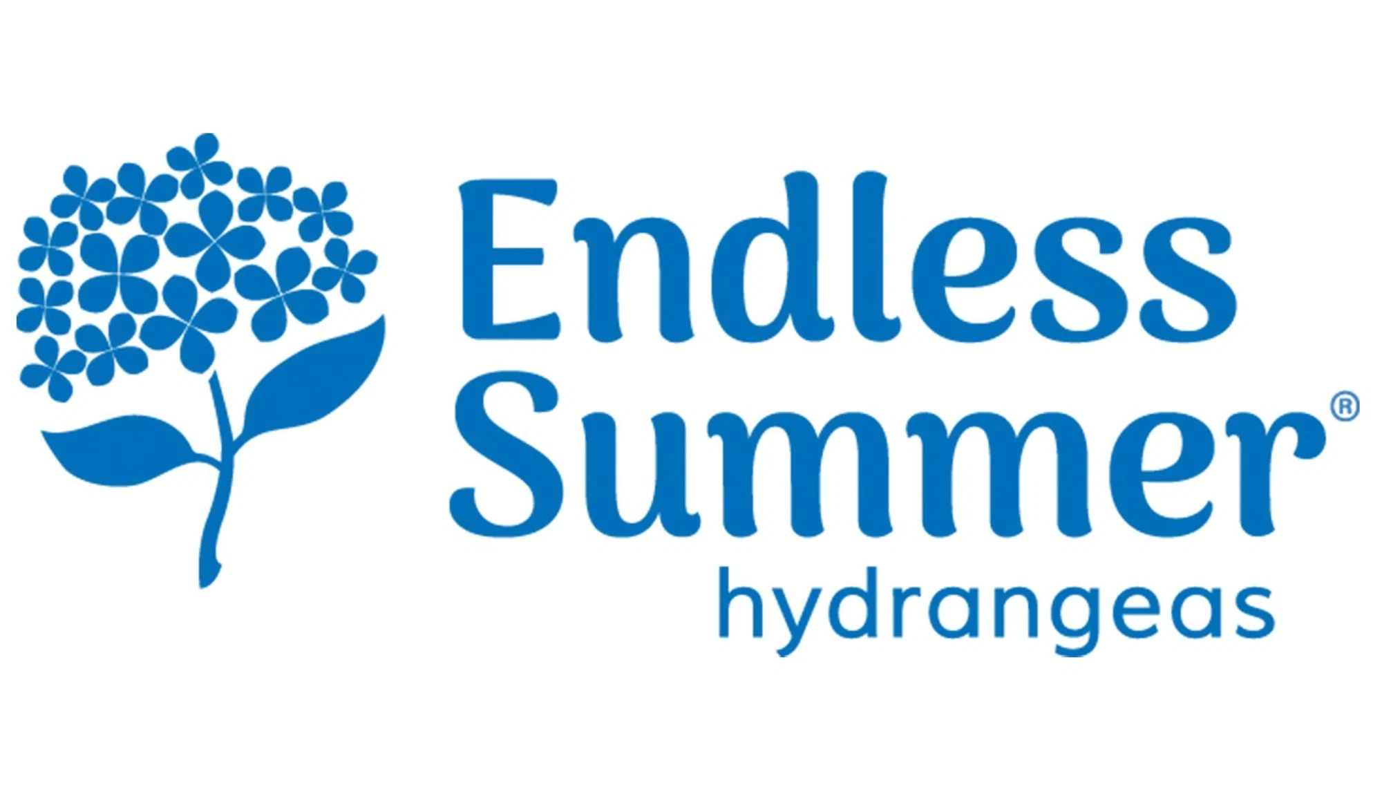 Endless Summer Hydrangeas