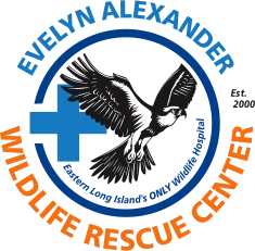 Evelyn Alexander Wildlife Rescue Center