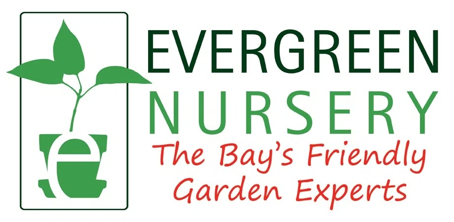 Evergreen Nursery