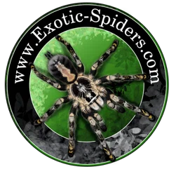 Exotic-Spiders.com Logo for Special Discounts